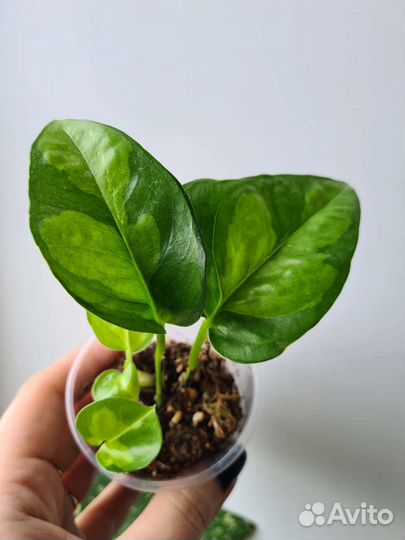 Эпипремнум/Сциндапсус