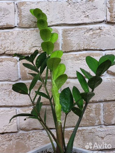 Замиокулькас