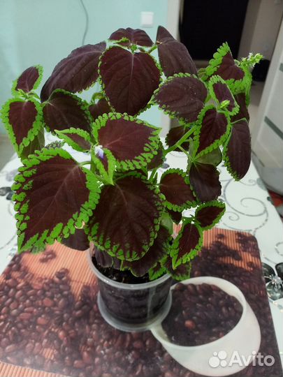 Колеус Радуга