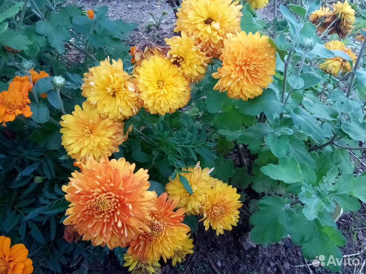 Хризантемы