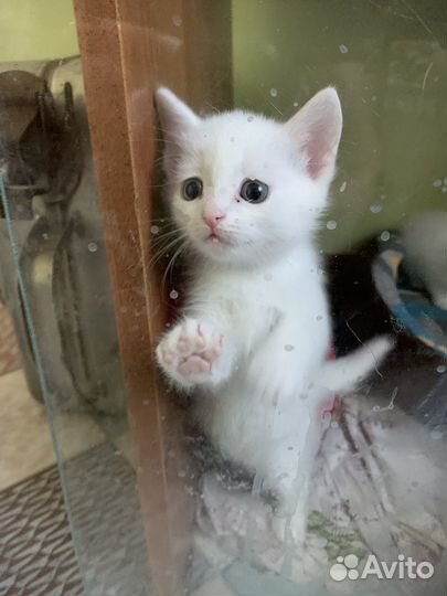 Котёнок турецкой ангоры