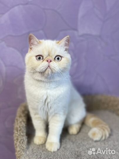 Экзотические короткошерстные котята