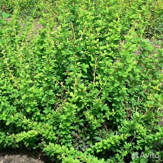 Декоративные кустарники