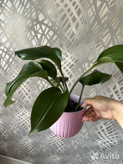 Эухарис амазонский