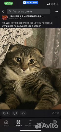 Вислоухий кот