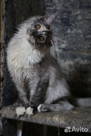 Котенок Мейн-кун, Голубой крем на серебре