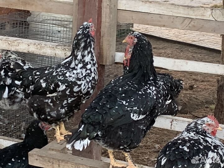 Цыплята кур Ливенская ситцевая