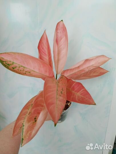 Аглаонемы 22