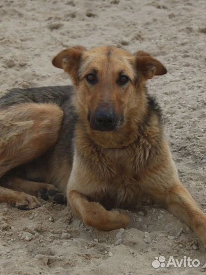 Лорд хочет домой