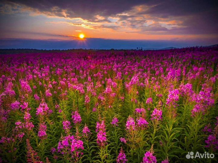 Иван-чай 1 кг 2023 чистый состав, просто сказка