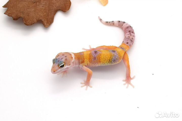 Эублефары сезон 2023