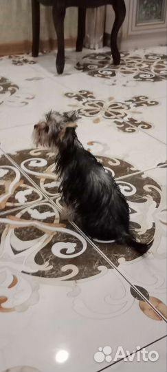 Йоркширский терьер