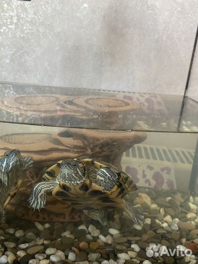 Черепаха бесплатно