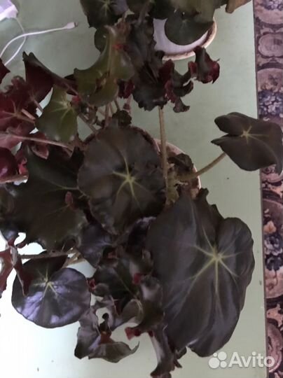 Комнатные цветы