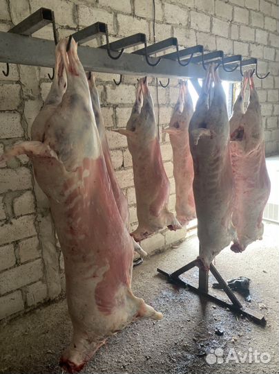 Овцы бараны ягнята козы