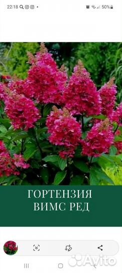 Вимс Ред гортензия метельчатая