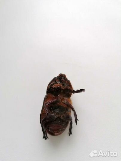 Жук-носорог засушенный