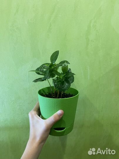 Кофе арабика