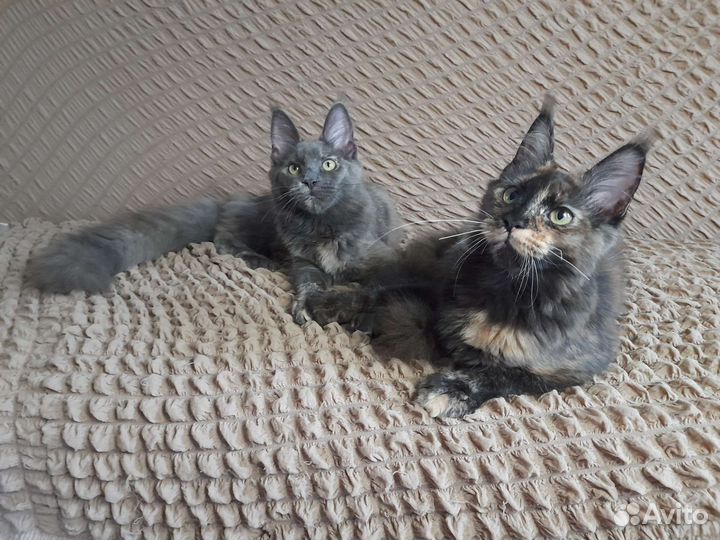 Котенок Мейн-кун