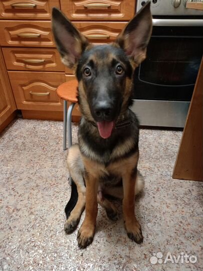 Немецкая овчарка