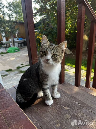 Отдам кота в добрые руки