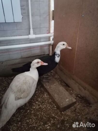 Ия Индоутки(Мускусная утка)