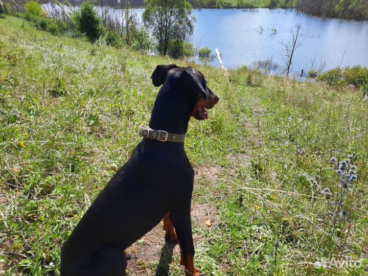 Собака доберман