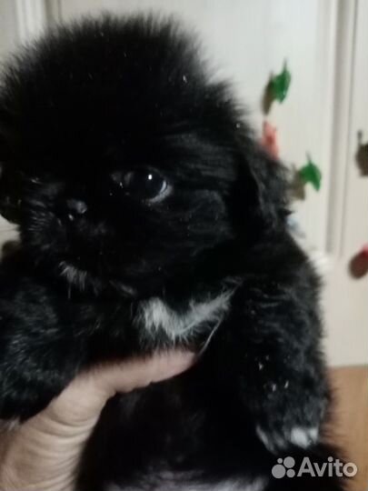 Щенки пекинеса