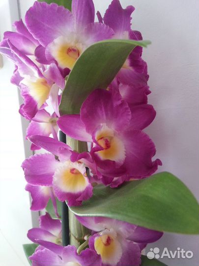 Орхидея дендробиум нобиле