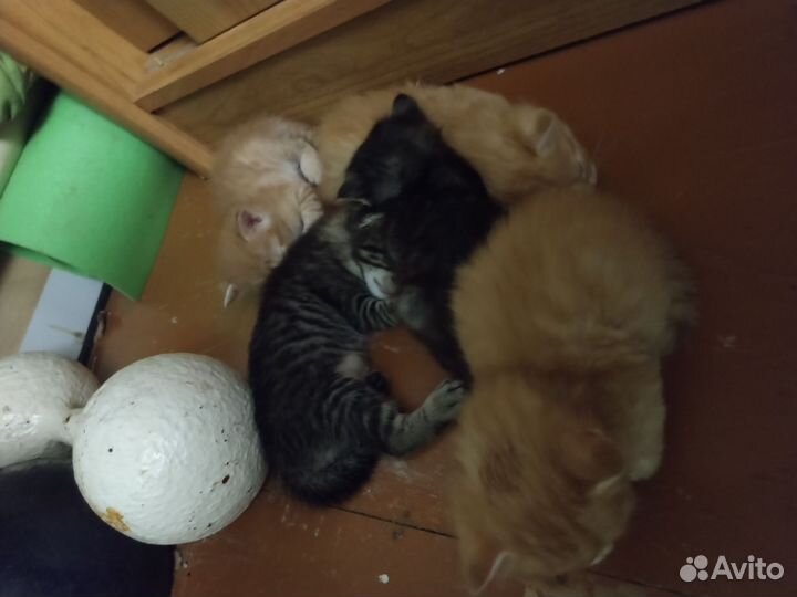 Коты отдам в добрые руки