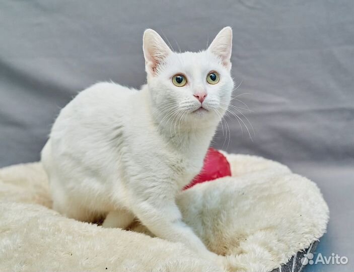 Русская белая в добрые руки