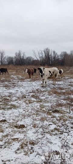 Коровы дойные молочные