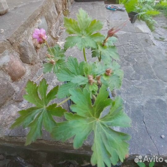 Садовая герань