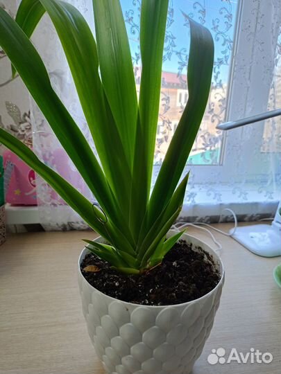 Комнатные цветы