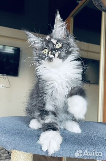 Мейн-кун кошечка черный дым черепашка