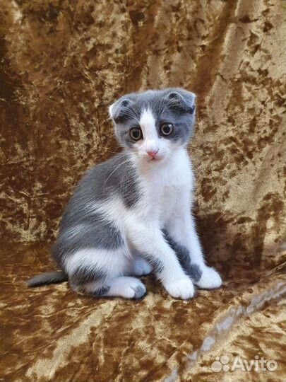 Вислоухая девочка котенок в добрые руки