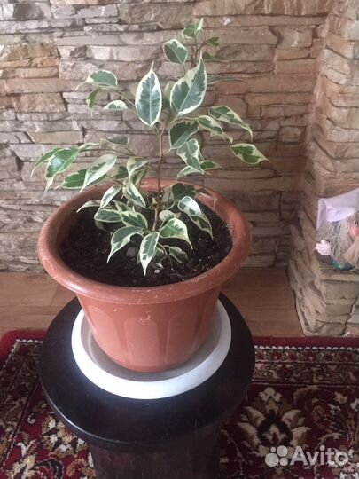 Фикус бенджамина