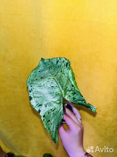 Растения набором ч.2