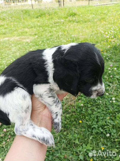 Щенки русского спаниеля