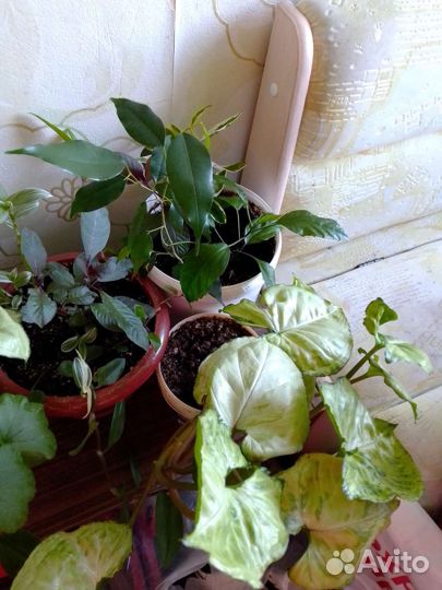 Толстянка,и другие цветы