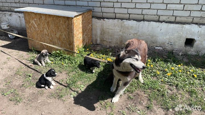 Щеночек помесь хаски в добрые руки