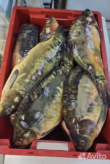 Карп зеркальный. Живая рыба