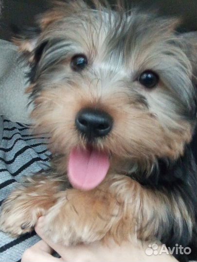 Йоркширский терьер