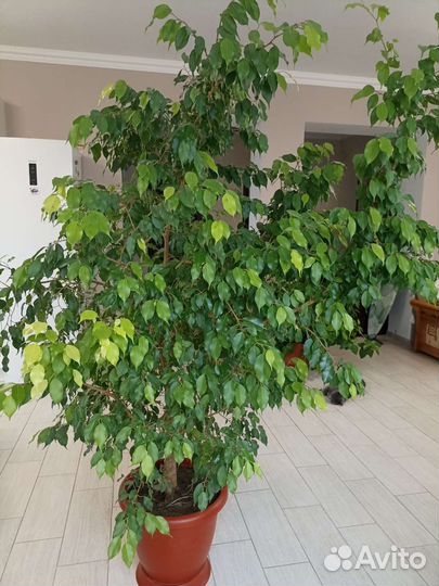 Фикус бенджамина