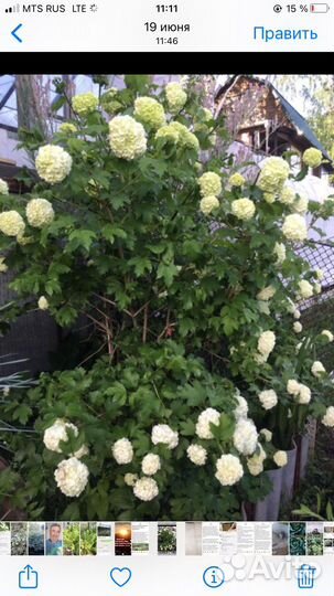 Калина бульденеж