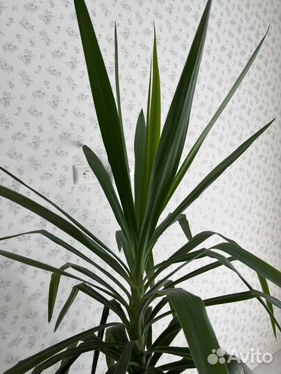 Пальма Юкка