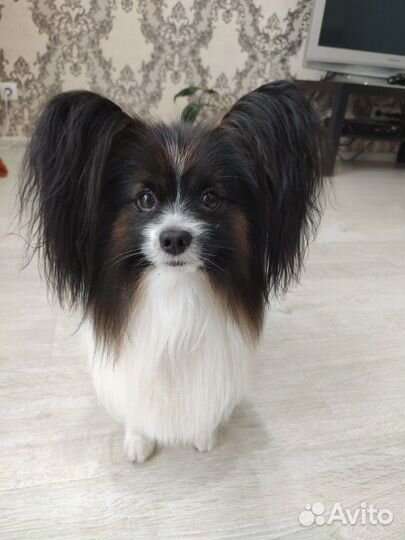 Вязка Папильон