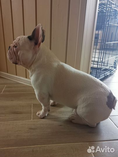 Французский бульдог