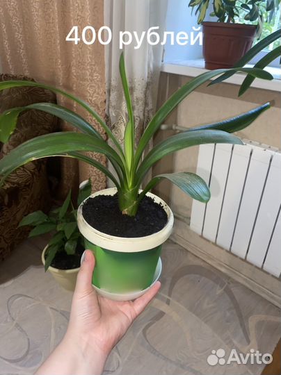 Кливия