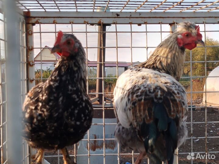 Курочки- молодки